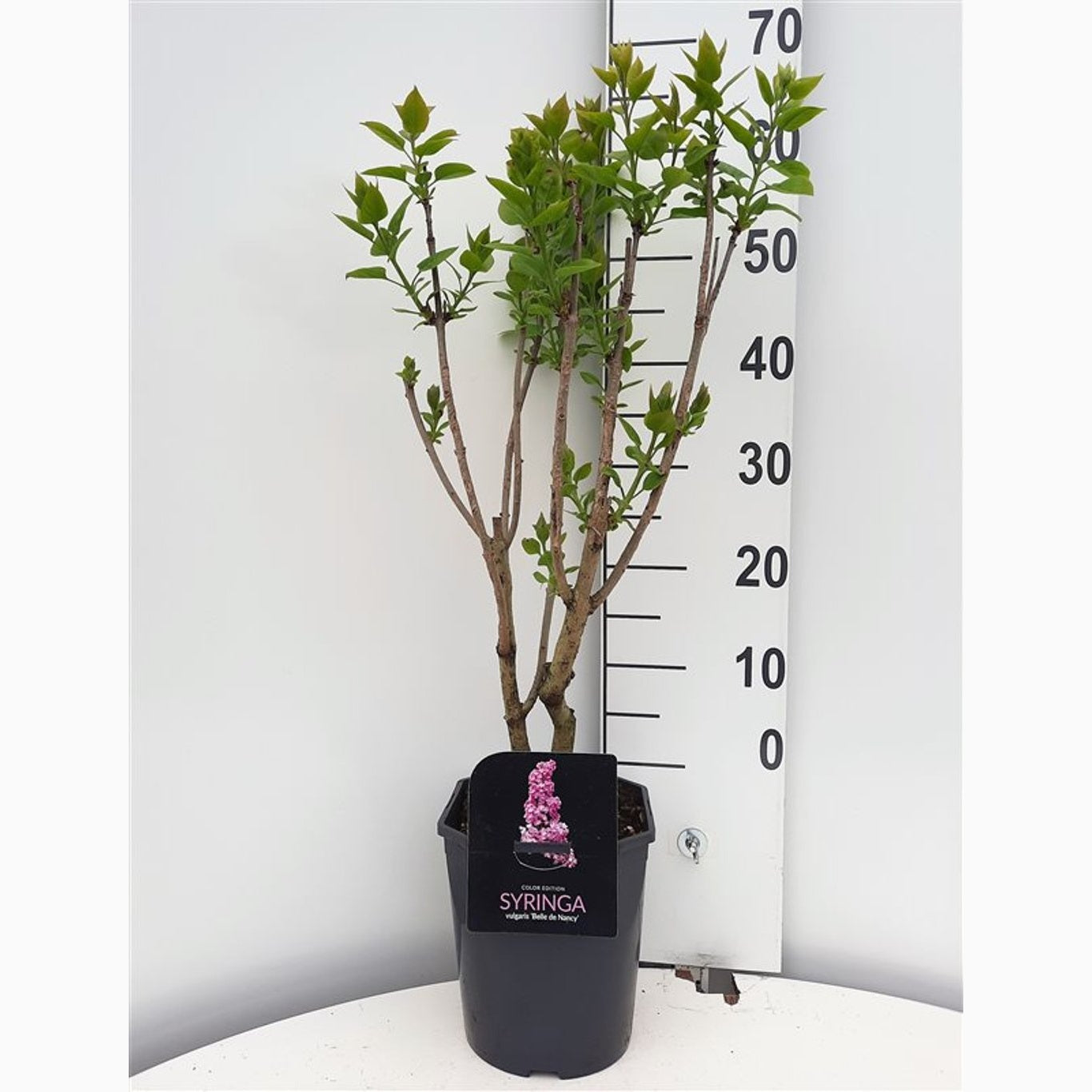 Syren (V); – Syringa vulgaris 'Belle de Nancy' - C5 50-60 CM